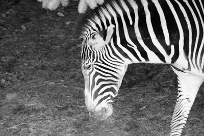 Close-up of zebra