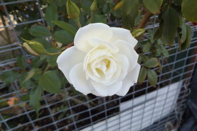 Close-up of flower blooming outdoors