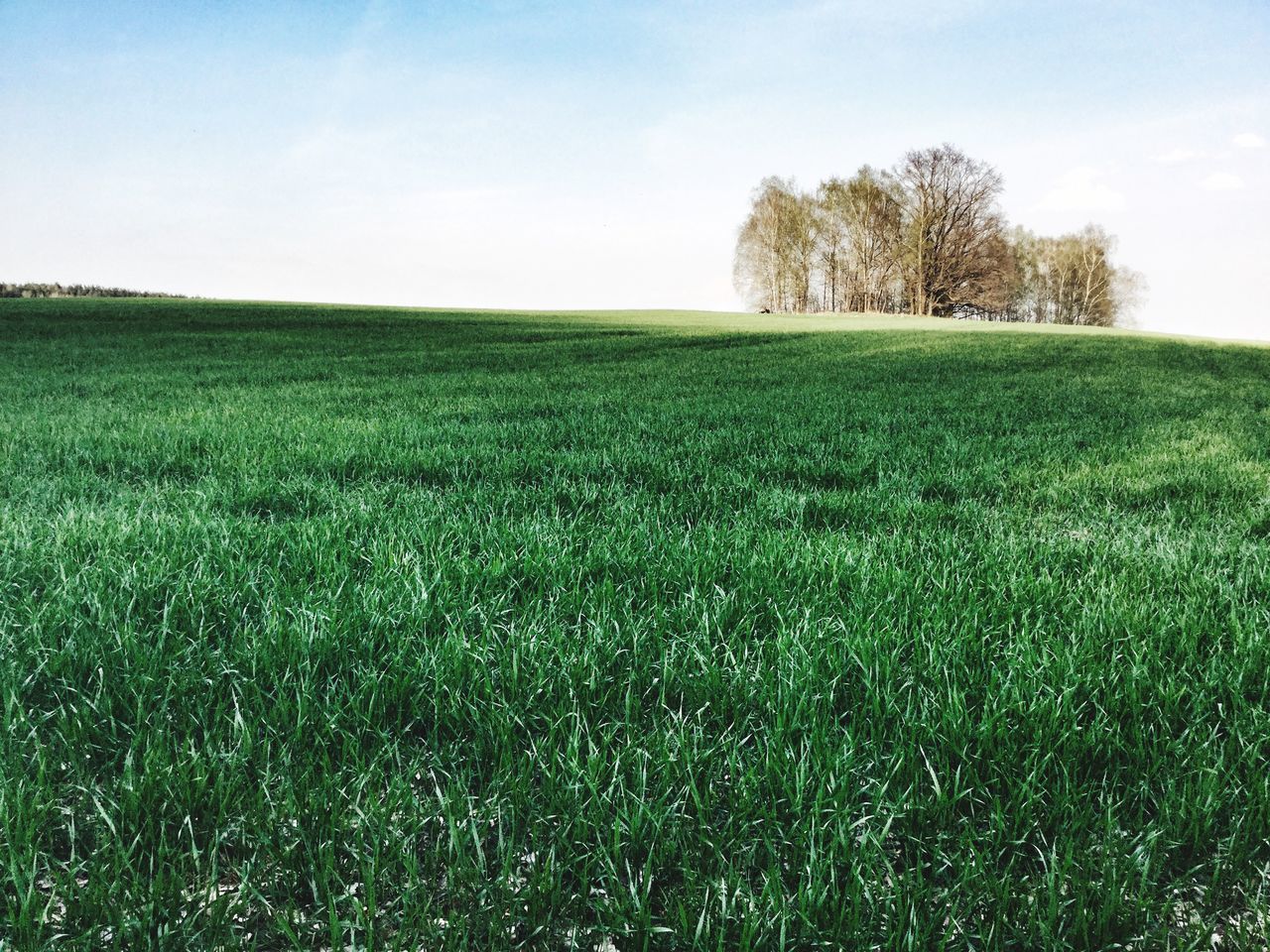 field, tranquility, tranquil scene, green color, landscape, grass, growth, beauty in nature, scenics, nature, sky, tree, rural scene, agriculture, grassy, green, horizon over land, idyllic, crop, farm