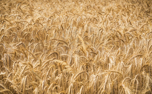 Full frame shot of wheat field