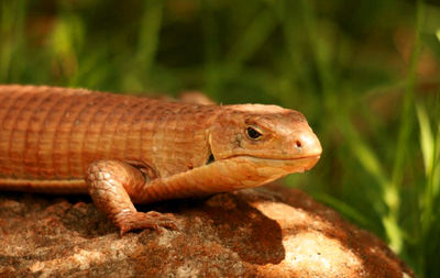 Close-up of lizard