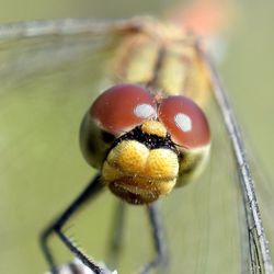 Macro shot of insect