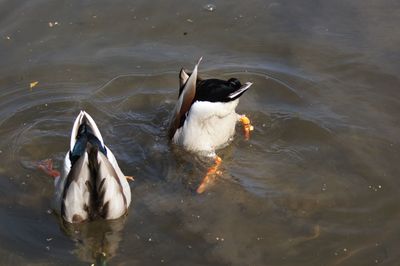 High angle view of ducks in lake