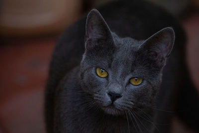 Close-up portrait of a cat