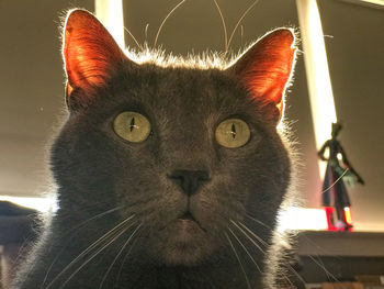 Close-up portrait of a cat