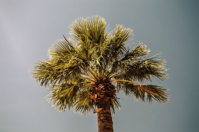 Low angle view of palm tree against sky