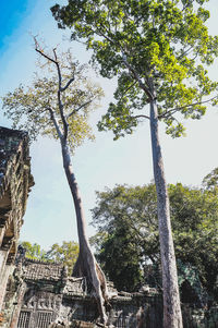 Low angle view of tree against sky