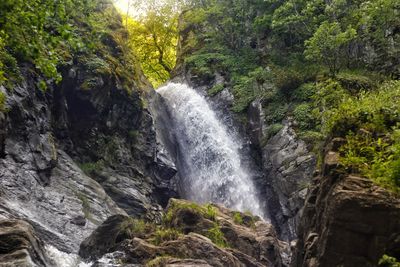 Scenic view of waterfall in forest