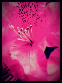 Close-up of pink flowers