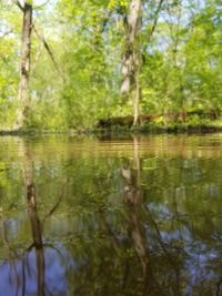 Reflection of trees in lake