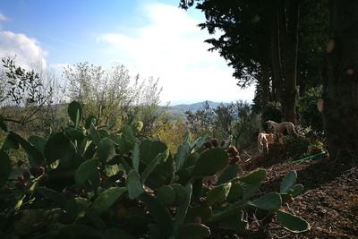 Plants against sky