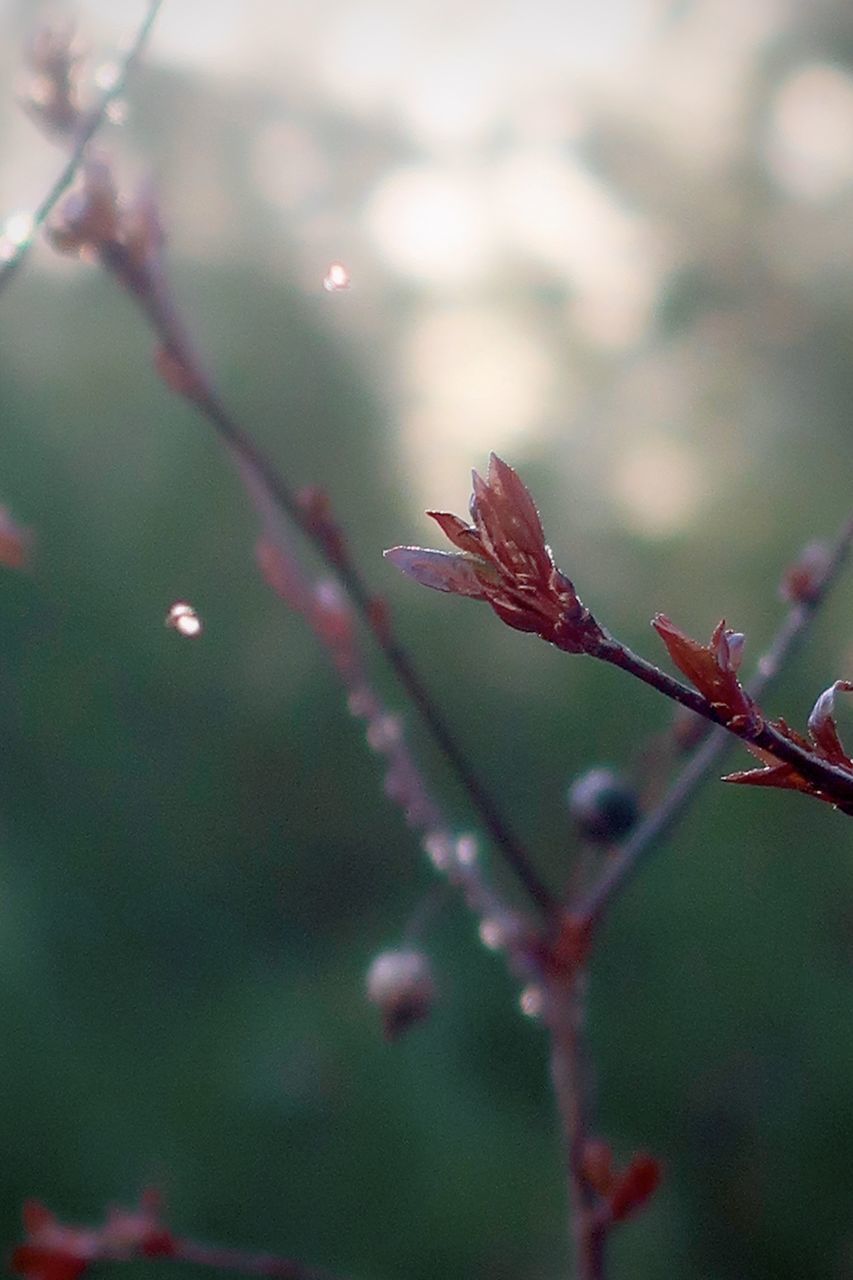 CLOSE-UP OF RAINDROPS ON LEAVES