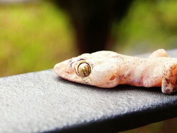 Close-up of lizard