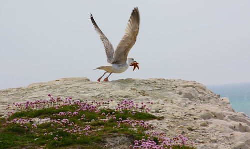 Seagull flying over rock against sky