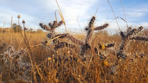 Close-up of plants on field against sky