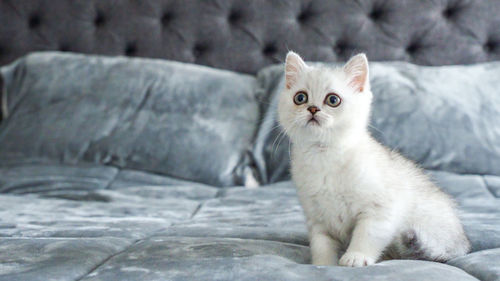 Fluffy white scottish kitten is sitting on bed