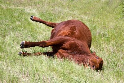 Dead animal on grass