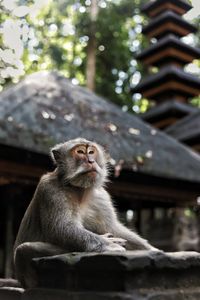 Monkey sitting outdoors