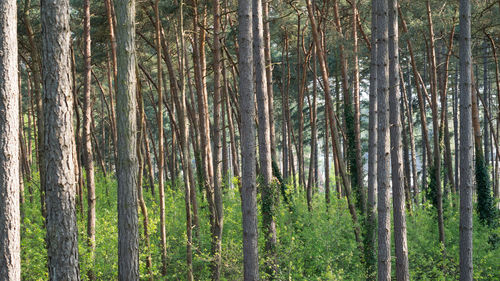 Pine trees in forest