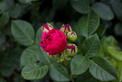 Close-up of rose plant