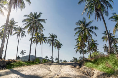 Palm trees and sun. blue sky over a dirt road on racha island in thailand.