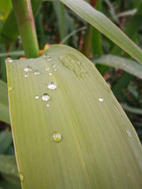 Close-up of raindrops on leaf