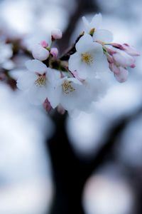 Close-up of cherry blossoms in spring