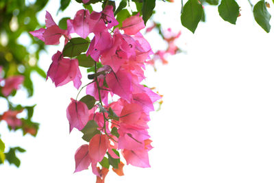 Close-up of pink cherry blossoms in spring