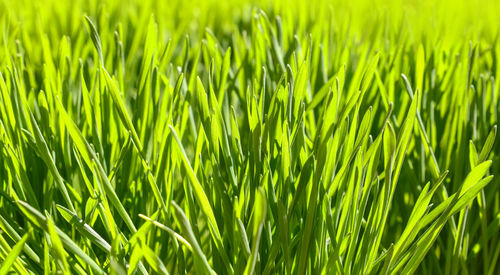 Full frame shot of fresh green plants