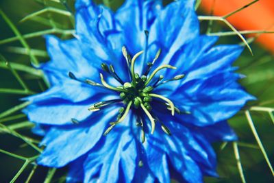 Close-up of blue flower
