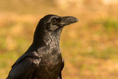 Close-up of a bird looking away