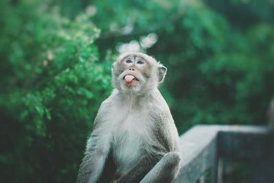 Monkey looking away while sitting on tree