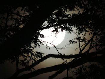 Silhouette tree against sky during sunset