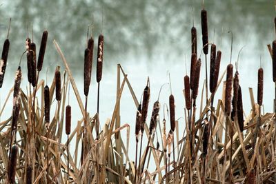 Close-up of cattails growing on field