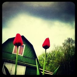 Close-up of pink flowers against sky