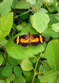 Butterfly on leaf