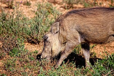 Side view of horse in grass