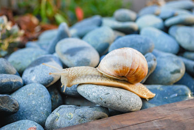 Close-up of shells on pebbles