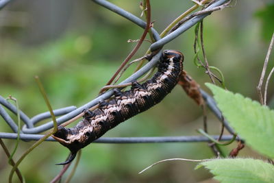 Close-up of bird perching on branch