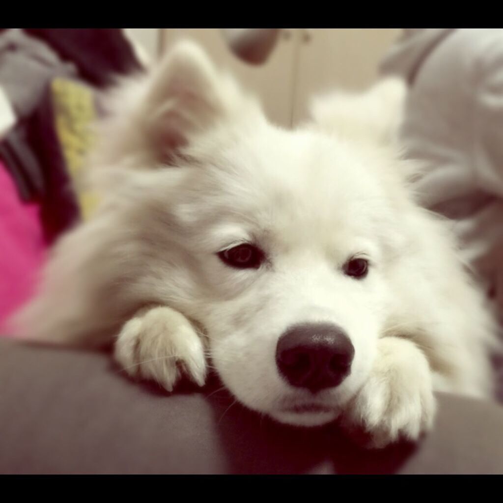 pets, domestic animals, animal themes, one animal, mammal, dog, indoors, portrait, looking at camera, relaxation, close-up, cute, lying down, home interior, resting, focus on foreground, white color, animal head, young animal, bed