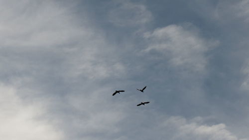 Low angle view of birds flying against cloudy sky