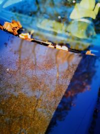 Close-up of wet leaf against sky