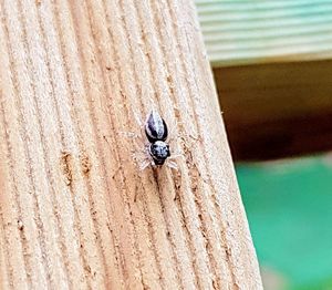 Close-up of insect on wood