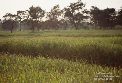 Scenic view of grassy field against trees