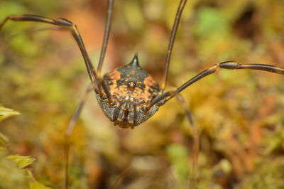 Close-up of spider on plant