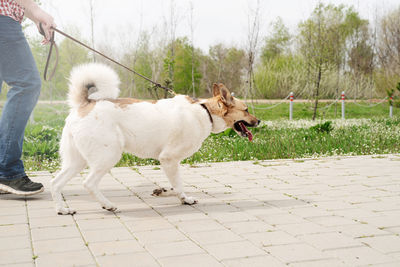 Summer leisure time, pet care and training. profile shot of a young guy walking his dog in a park