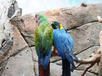 Two birds perching on wood