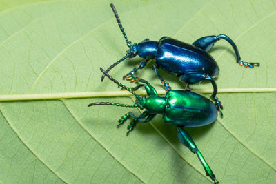 Close-up of emerald ash borers on leaf