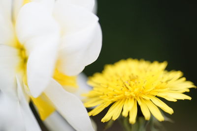 Close-up of yellow flower blooming outdoors