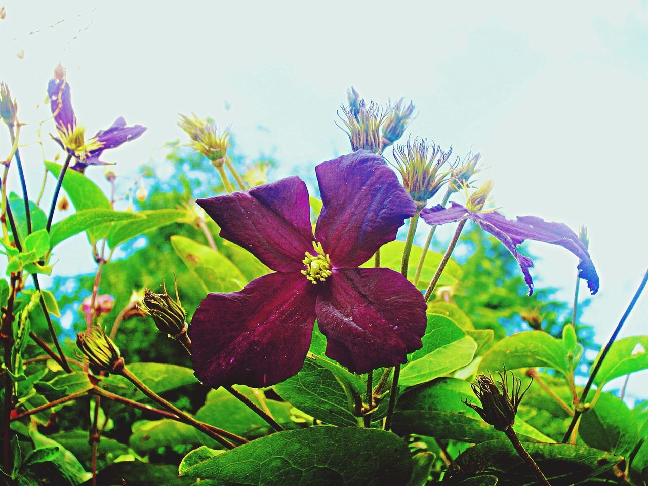 flower, freshness, growth, leaf, fragility, plant, petal, beauty in nature, purple, flower head, nature, close-up, blooming, green color, blue, low angle view, bud, in bloom, stem, day